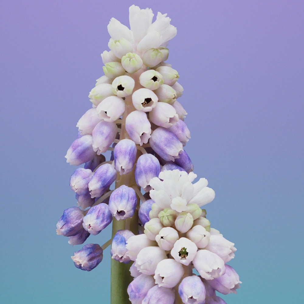 Meet your Posher, Candyce